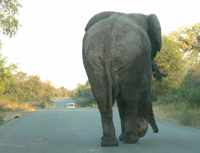 JAR 330_slon_spin.JPG - Byl děsivě špinavej, celé jeho tělo pokrývalo bláto, na klech měl trávu. Kolem něčeho takového jsme museli projet, neboť za půl hodiny se zavírali brány  kempu a jinou cestou to stihnout nešlo.